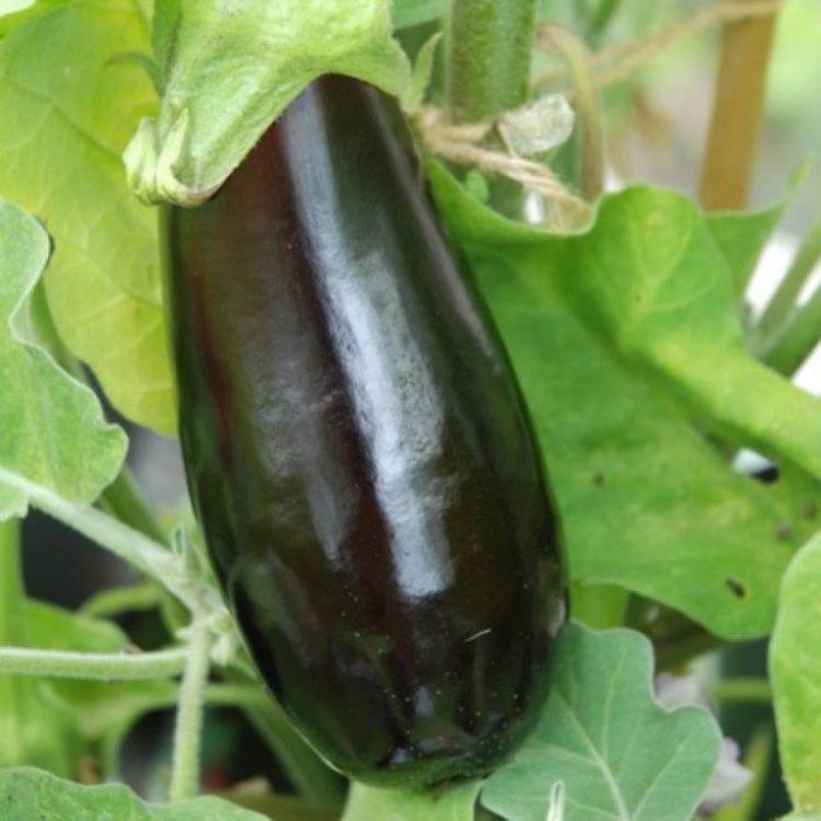 Organic Aubergine Black Pearl F1 Seeds