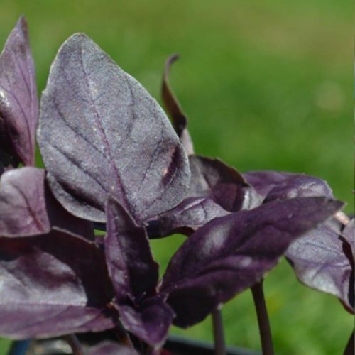 Organic Herb Basil, Deep Purple Seeds