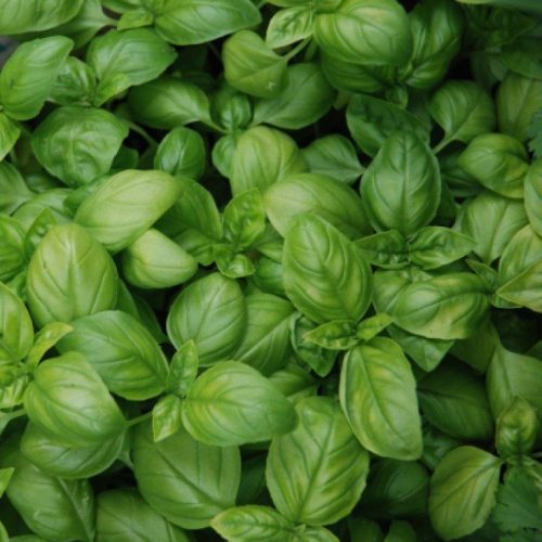 Organic Herb Basil, Sweet Genovese Seeds