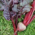 Organic Beetroot Bulls Blood Seeds