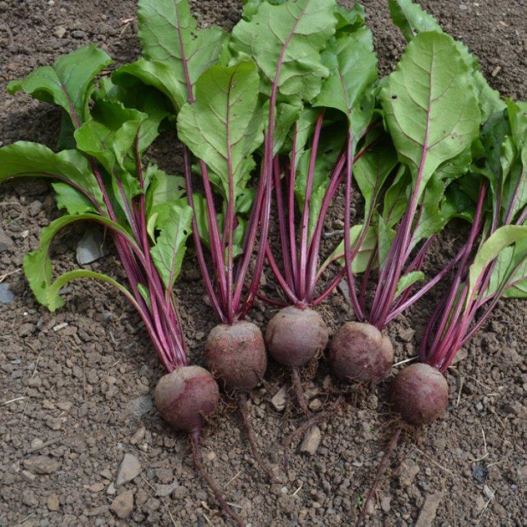 Organic Beetroot Rhonda F1 Seeds