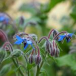 Organic Herb Borage Seeds