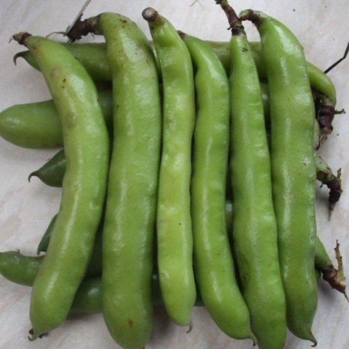 Organic broad bean Hangdown Green Seeds