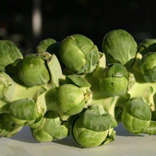 Organic Brussels Sprouts Doric F1 Seeds