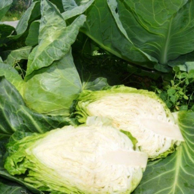Organic Cabbage, Summer/Autumn Caraflex F1 Seeds