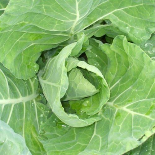Organic Cabbage, Spring Wintergreen Seeds