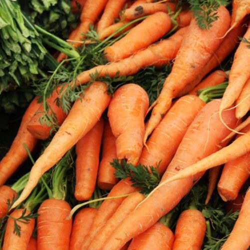 Organic Carrot Amsterdam Forcing Seeds