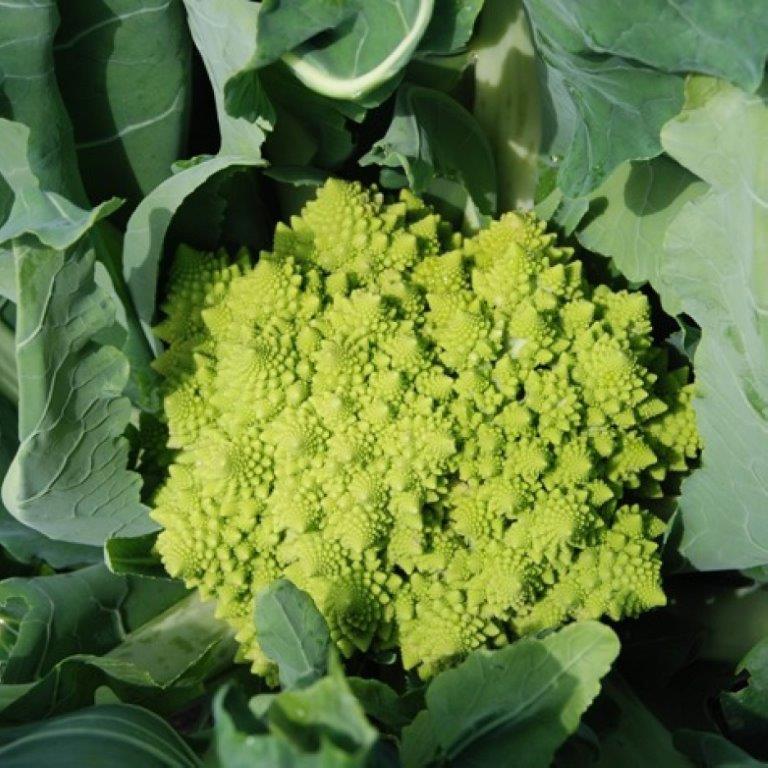 Organic Cauliflower Romanesco Veronika F1 Seeds