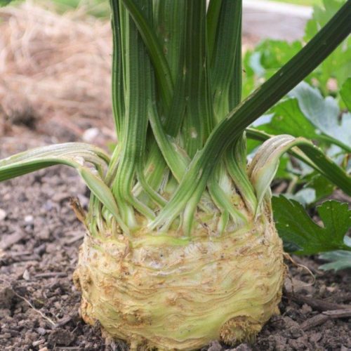 Organic Celeriac Monarch Seeds