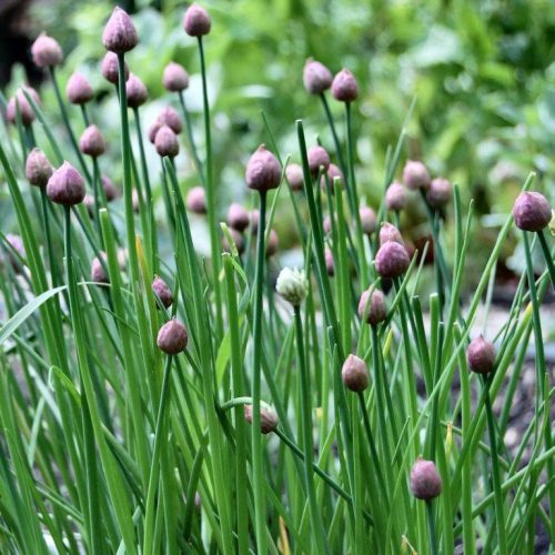 Organic Seeds Chives Seeds