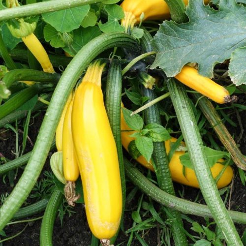Organic Courgette Gold Rush Seeds