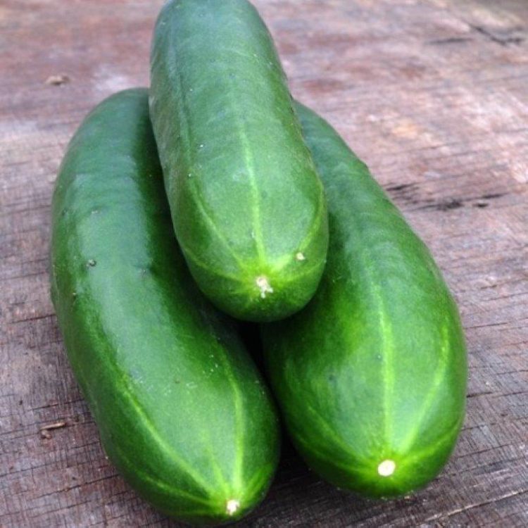 Organic Cucumber Akito F1 Seeds