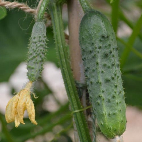 Organic Cucumber Excelsior F1 (Gherkin) Seeds