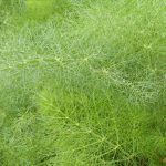 Organic Herb Dill Seeds