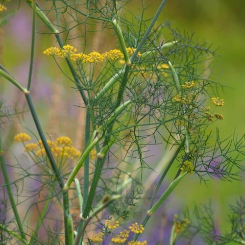 Organic Herb Fennel, Common Seeds
