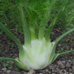 Organic Florence Fennel Preludio F1 Seeds