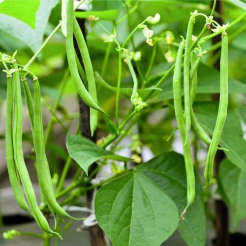 Organic French Climbing Beans Limka Seeds