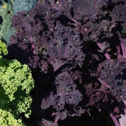 Organic Kale Redbor F1 Seeds