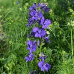 Organic Larkspur, Galilee Blue Seeds