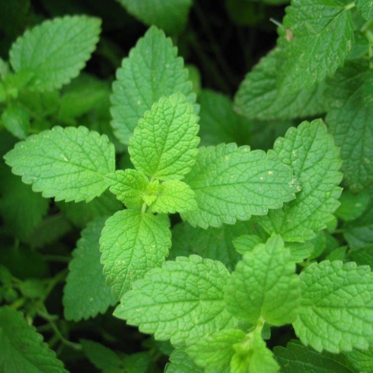 Organic Herb Lemon Balm Seeds