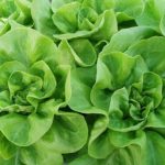 Organic Lettuce winter greenhouse Brighton Seeds