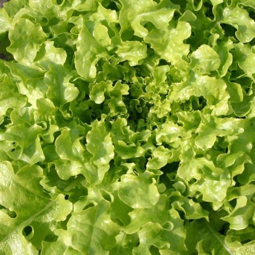 Organic Lettuce Oak leaf salad bowl Seeds