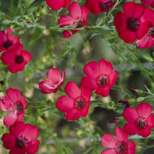 Organic Linum, Grandiflorum Seeds