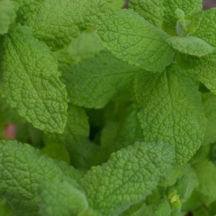 Organic Mint Seeds Egyptian/Round Leaved