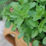 Organic Herb Oregano Seeds