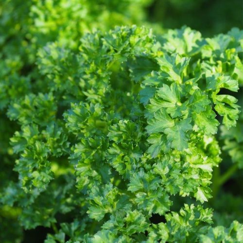 Organic Parsley Moss Curled Seeds