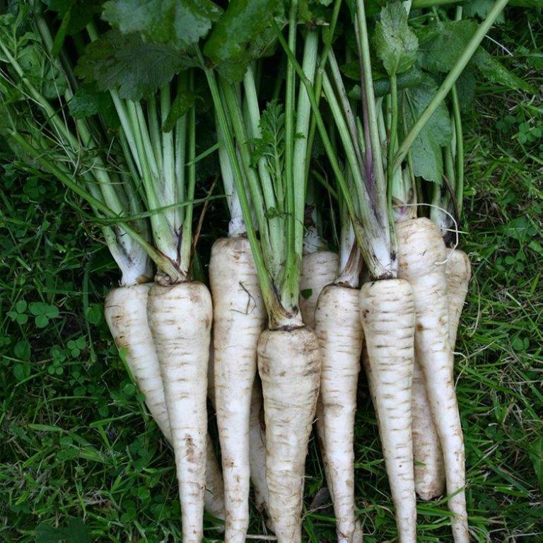 Organic Parsnip Tender and True Seeds