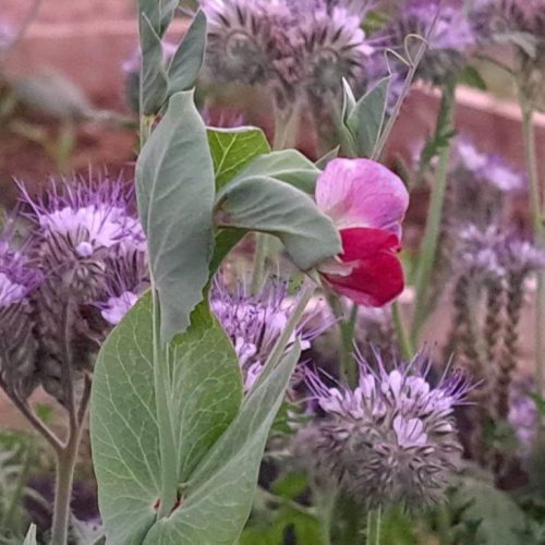 Organic Seeds - Pea Ezetas Krombek Blauwschokker flower