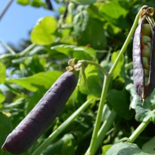 Organic Seeds - Pea Ezetas Krombek blauwschokker