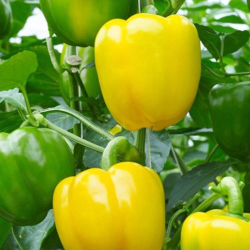 Organic Pepper Fiesta F1 Seeds