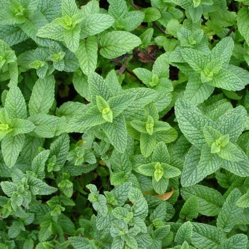 Organic Herb Mint, Peppermint Seeds