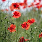 Organic Poppy, Corn Or Field Seeds