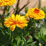 Organic Herb Calendula / Pot Marigold Seeds