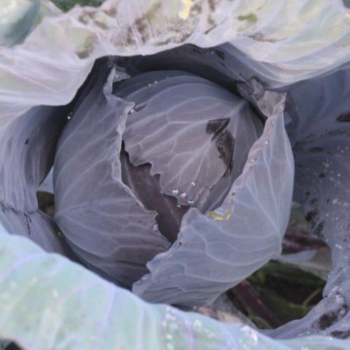 Organic Cabbage, Klimaro F1 Seeds