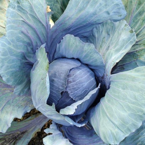 Organic Cabbage red Langedijker bewaar Seeds