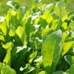 Organic Rocket Salad Rocket Seeds