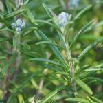 Organic Herb Rosemary Seeds