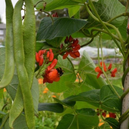 Organic (runner) Scarlet Emperor Seeds