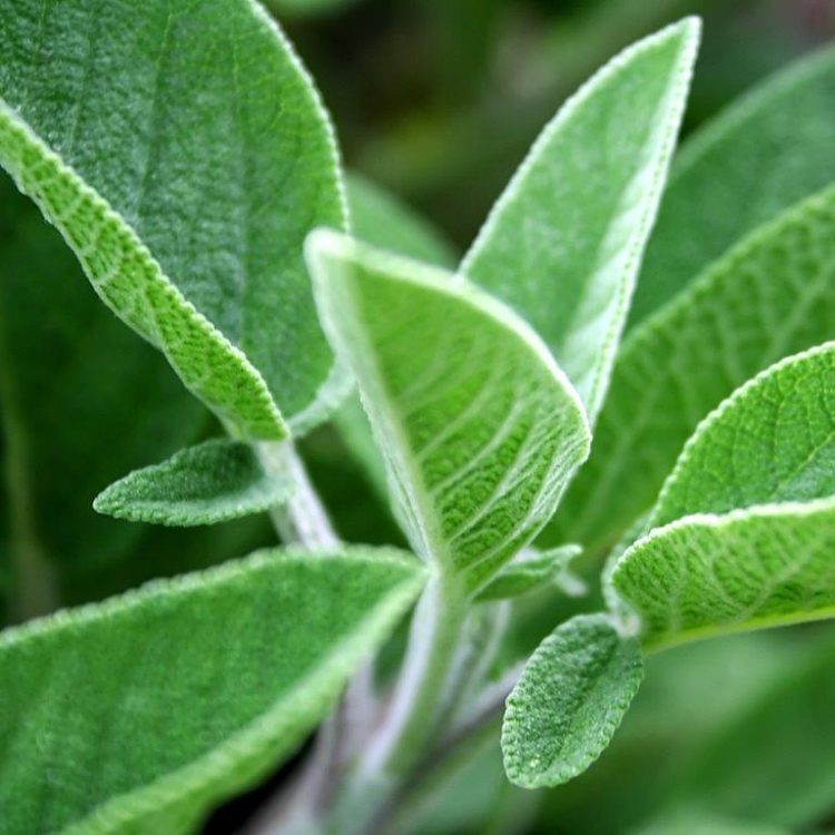 Organic Herb Sage Seeds