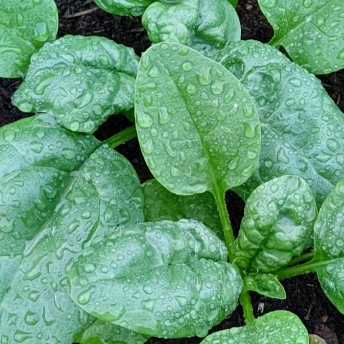 Organic Spinach Renegade F1 Seeds