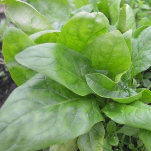 Organic Spinach Giant Winter Seeds