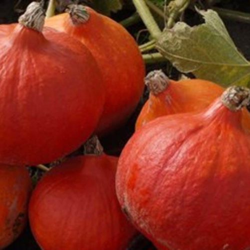Organic Squash Red Kuri Seeds