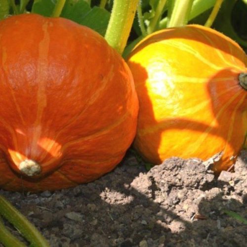 Organic Squash Amoro F1 Seeds