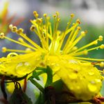 Organic Herb St. Johns Wort Seeds