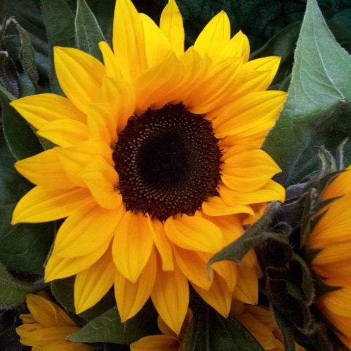 Organic Sunflower, Jerusalem Gold F1 Seeds