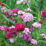 Organic Sweet William, Mix Seeds